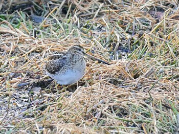 2022年2月5日(土) 手賀沼の野鳥観察記録