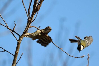 Japanese Pygmy Woodpecker 平谷川 Sun, 2/27/2022