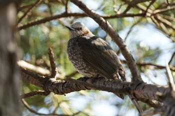 2022年2月28日(月) 飯梨川河口(島根県安来市)の野鳥観察記録