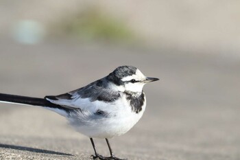 White Wagtail Unknown Spots Wed, 2/23/2022