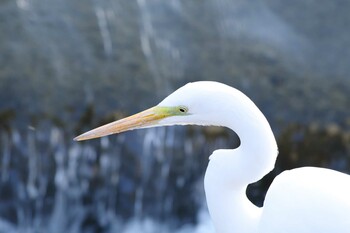 ダイサギ 大栗川 2022年2月26日(土)