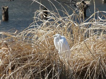 ダイサギ 善福寺公園 2022年2月26日(土)