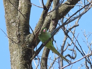 ホンセイインコ 善福寺公園 2022年2月26日(土)