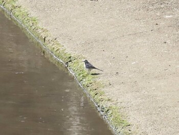 ハクセキレイ 善福寺公園 2022年2月26日(土)