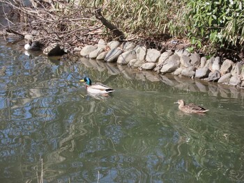 マガモ 善福寺公園 2022年2月26日(土)