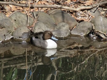 オナガガモ 善福寺公園 2022年2月27日(日)