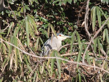 2022年2月26日(土) 善福寺公園の野鳥観察記録