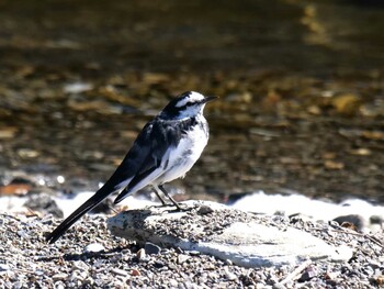 White Wagtail 長瀞町、荒川沿い Sat, 2/26/2022