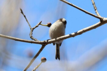 エナガ こども自然公園 (大池公園/横浜市) 2022年2月26日(土)