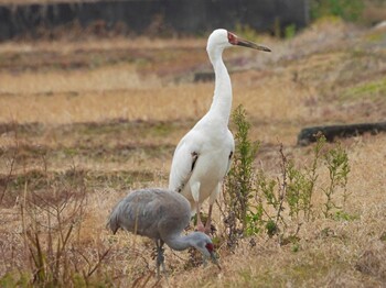 Siberian Crane 出水市 Sat, 1/22/2022