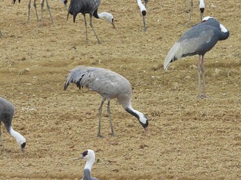 Common Crane 出水市 Sat, 1/22/2022