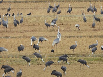 White-naped Crane 出水市 Sat, 1/22/2022