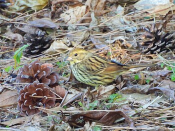 Masked Bunting Kasai Rinkai Park Mon, 1/31/2022