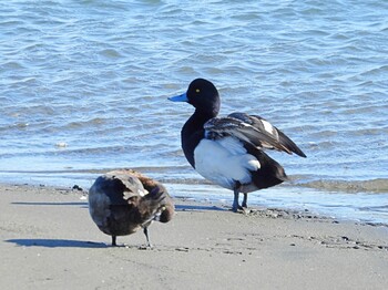 Greater Scaup Kasai Rinkai Park Mon, 1/31/2022