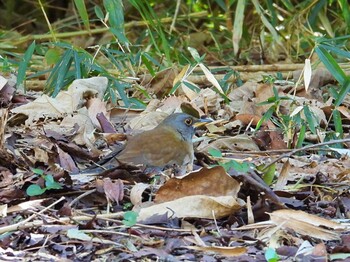 Pale Thrush Kasai Rinkai Park Mon, 1/31/2022