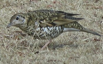 2022年2月26日(土) 深山公園玉野市の野鳥観察記録