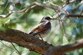 Dusky Thrush Hikarigaoka Park Sun, 2/27/2022