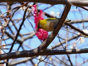 メジロ 神奈川県 2022年3月1日(火)