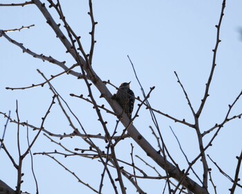 Japanese Pygmy Woodpecker 沼津市　東間門 Tue, 3/1/2022