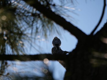 Japanese Pygmy Woodpecker 沼津市　東間門 Tue, 3/1/2022