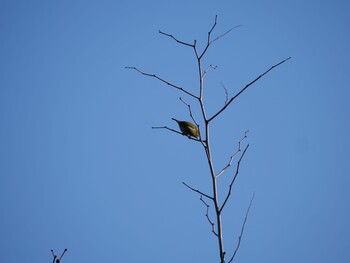 Warbling White-eye 沼津市　東間門 Tue, 3/1/2022