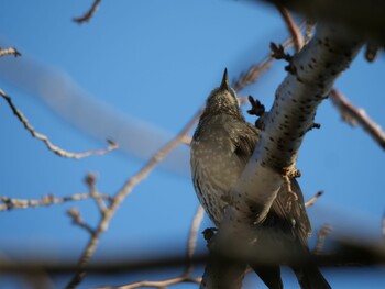 Brown-eared Bulbul 沼津市　東間門 Tue, 3/1/2022