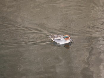 Eurasian Teal 沼津市　東間門 Tue, 3/1/2022