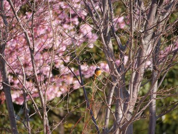 Daurian Redstart 沼津市　東間門 Tue, 3/1/2022