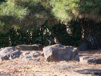 Brown-headed Thrush 沼津市　東間門 Tue, 3/1/2022