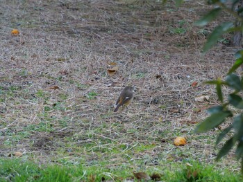 Daurian Redstart 沼津市　東間門 Tue, 3/1/2022