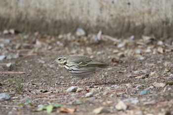 Olive-backed Pipit Shakujii Park Tue, 3/1/2022