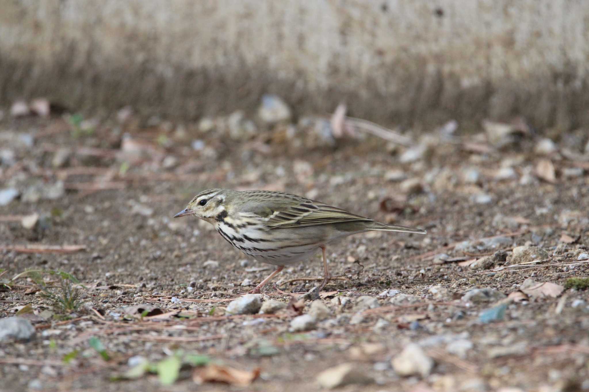 Photo of Olive-backed Pipit at Shakujii Park by Sweet Potato