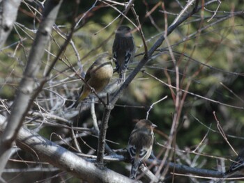 Grey-capped Greenfinch Kodomo Shizen Park Tue, 3/1/2022