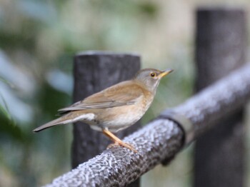 Pale Thrush Kodomo Shizen Park Tue, 3/1/2022