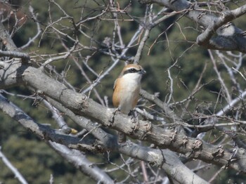 Bull-headed Shrike Kodomo Shizen Park Tue, 3/1/2022