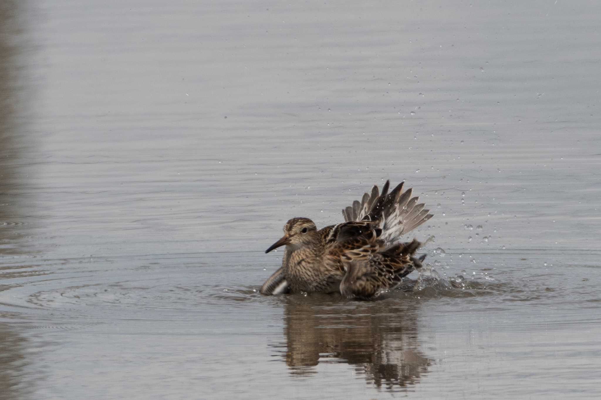 愛知県 アメリカウズラシギの写真