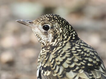 2022年2月27日(日) 岡崎市南公園の野鳥観察記録