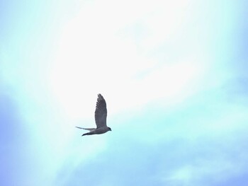 Eurasian Goshawk Unknown Spots Tue, 3/1/2022