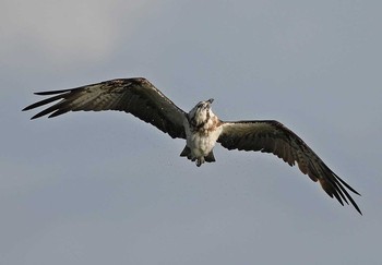 Osprey Unknown Spots Sun, 10/8/2017