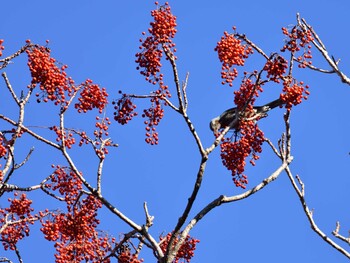 Brown-eared Bulbul 国立科学博物館附属自然教育園 (港区, 東京) Sat, 1/22/2022