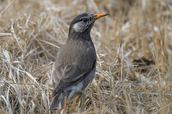 White-cheeked Starling 追分市民の森 Tue, 2/22/2022