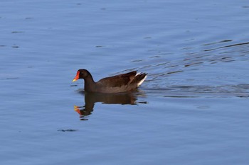 Common Moorhen 与根の三角池 Mon, 8/28/2017