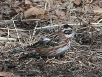 Rustic Bunting Kodomo Shizen Park Tue, 3/1/2022