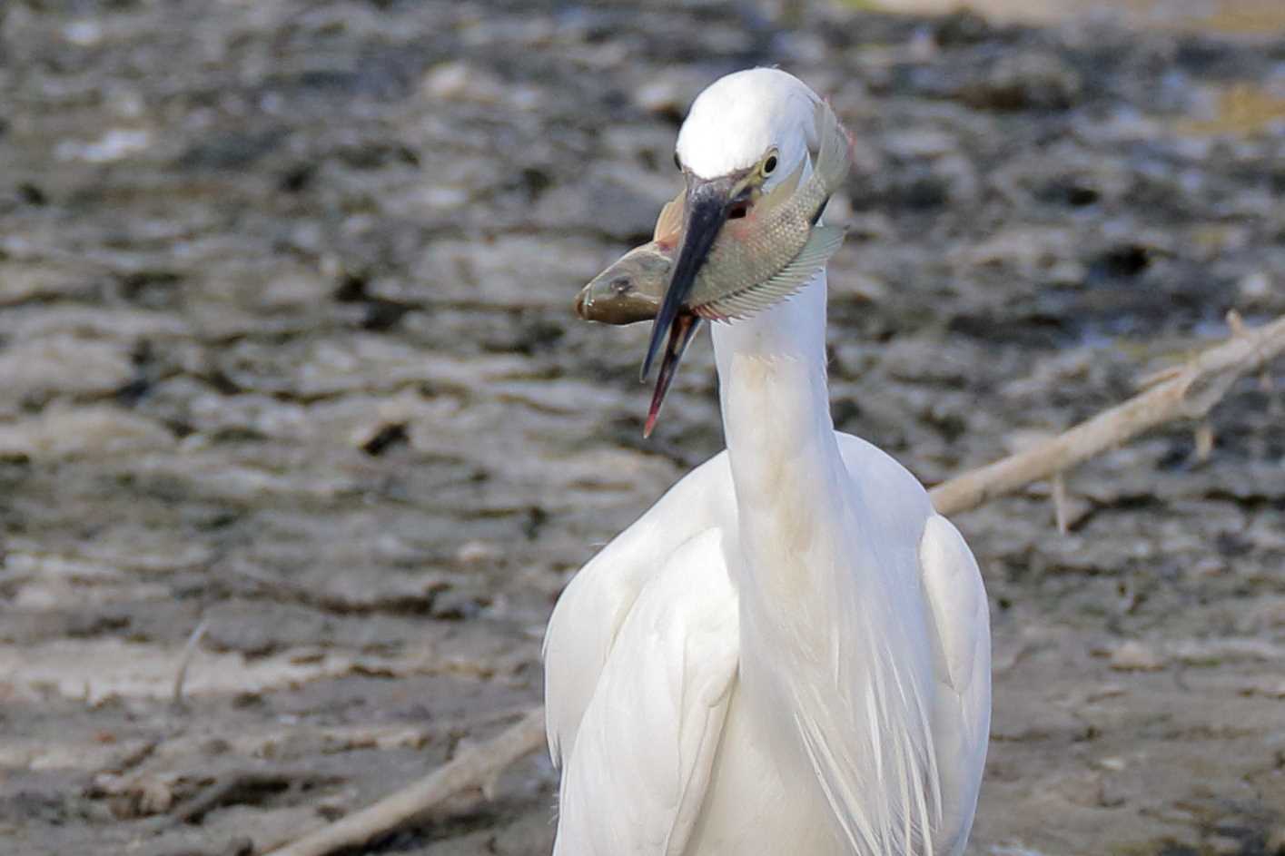 Photo of Little Egret at 与根の三角池 by Zakky