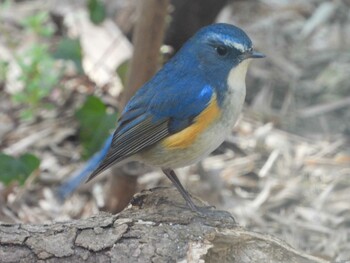 ルリビタキ 秋ヶ瀬公園(野鳥の森) 2022年3月1日(火)