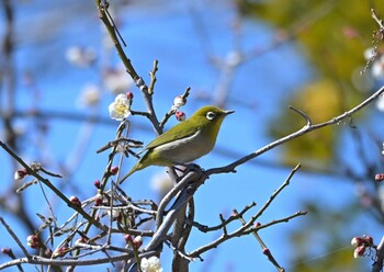 Warbling White-eye 佐鳴湖 Fri, 2/25/2022