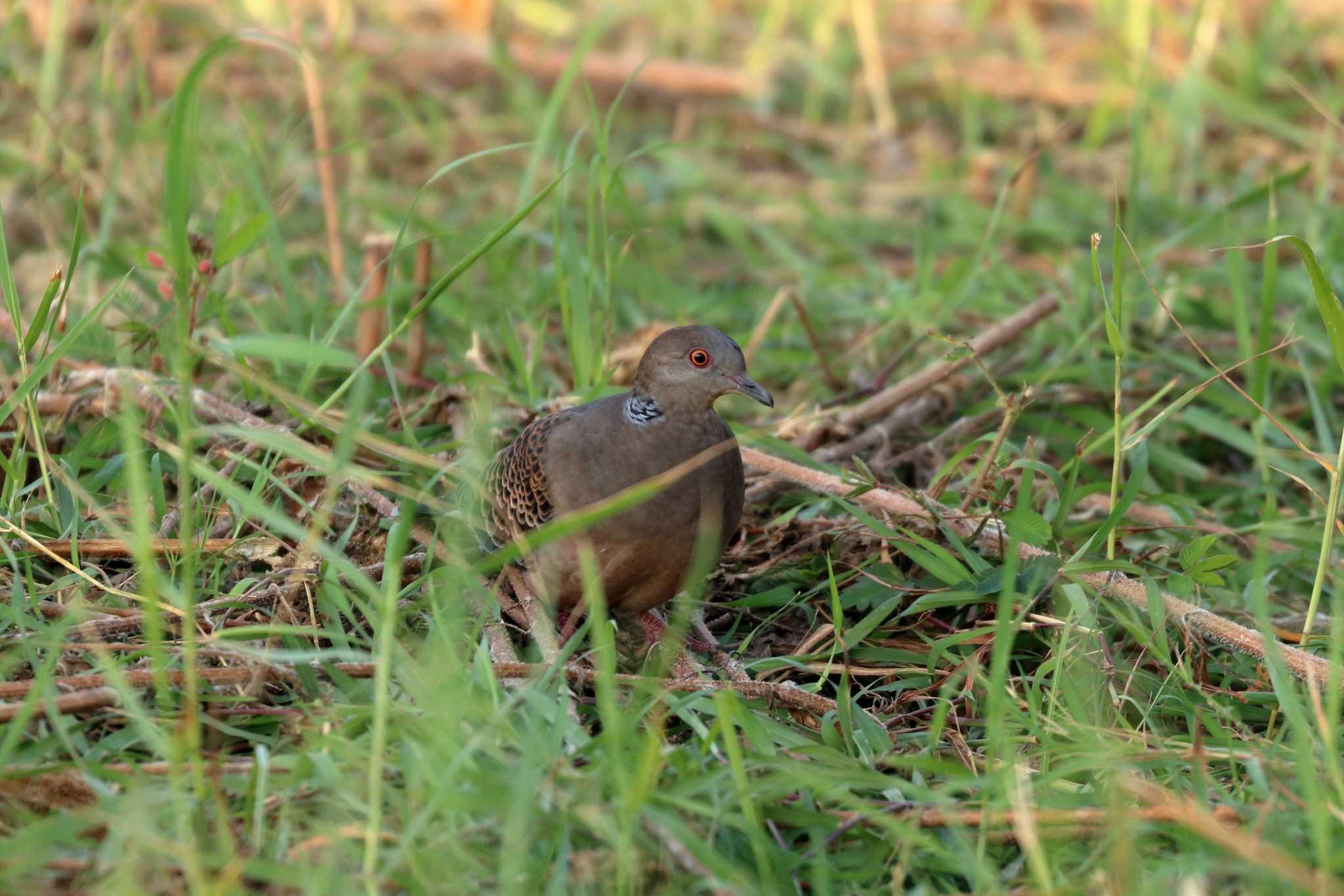 沖縄県糸満市 リュウキュウキジバトの写真 by Zakky