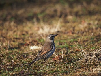 ツグミ 泉の森公園 2022年3月1日(火)