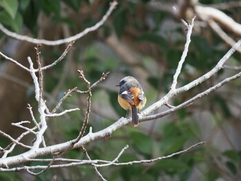 2022年3月1日(火) 泉の森公園の野鳥観察記録