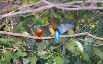 カワセミ 光が丘公園 2022年2月12日(土)